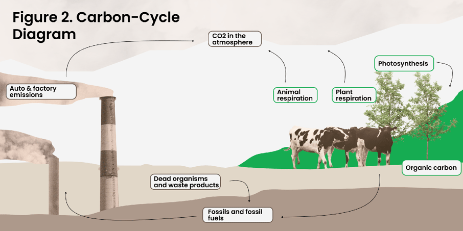 Figure 2- Carbon-cycle diagram (5)-png-2