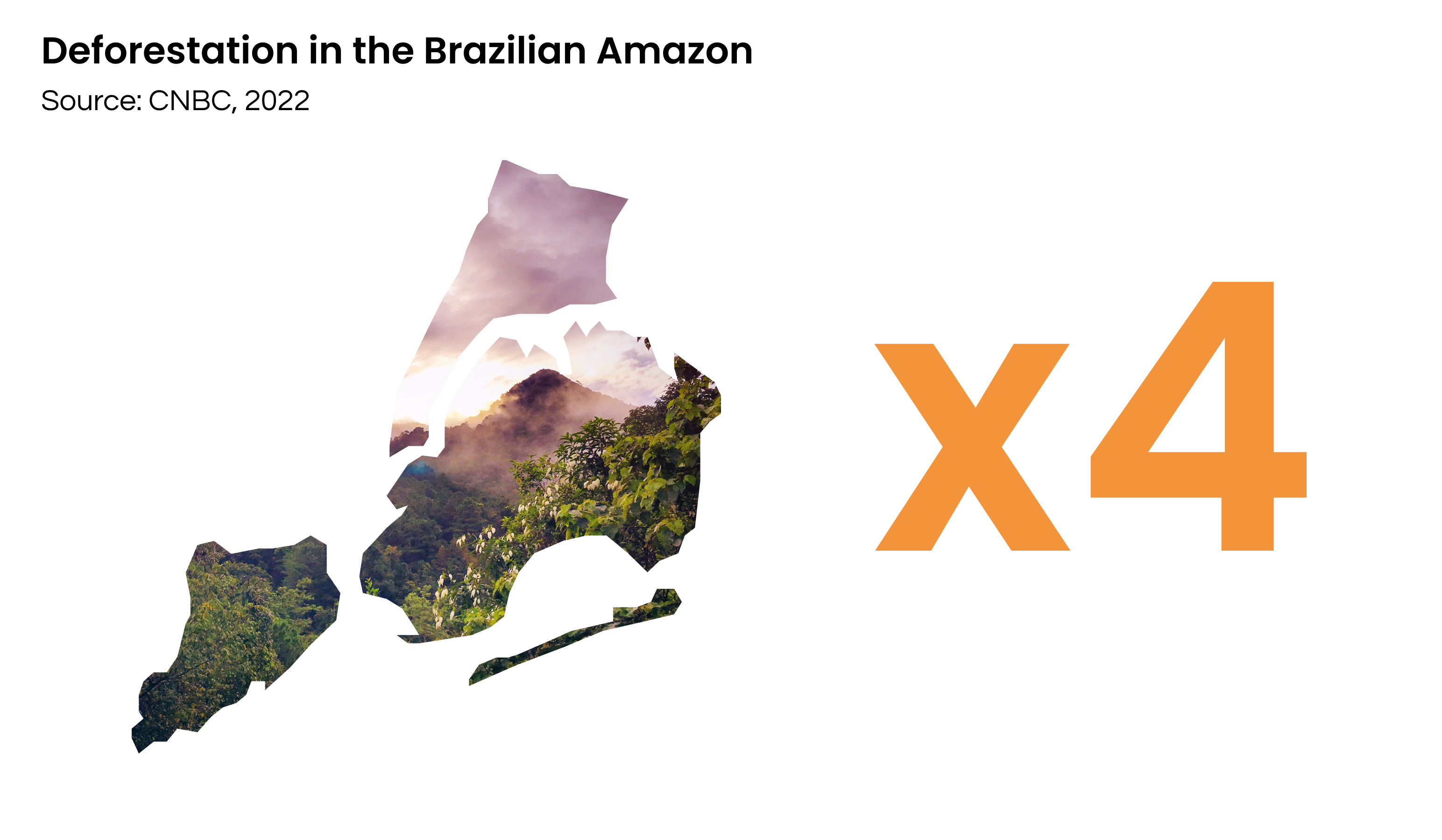 Figure 3. Amazon rainforest