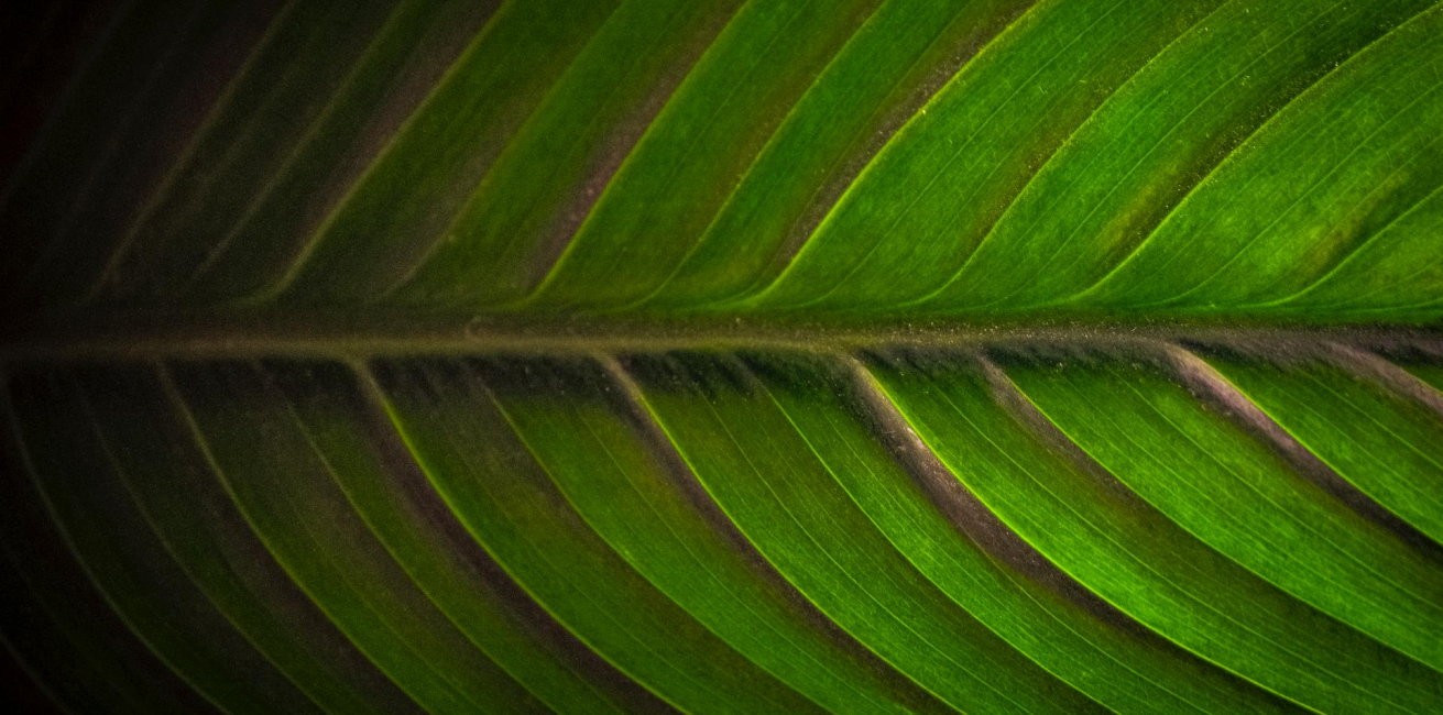 image of a leaf 